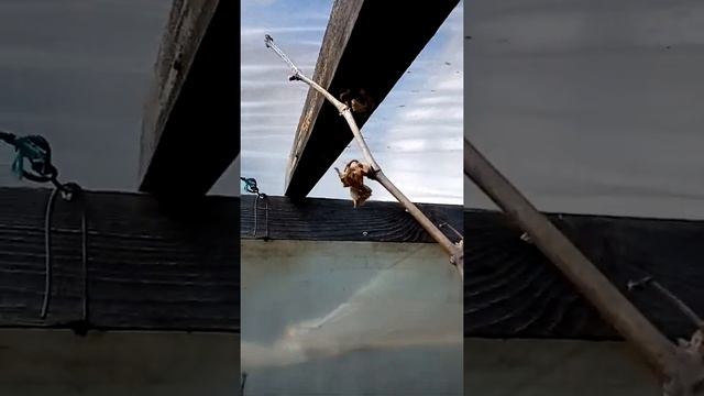 Виноград в теплице после заморозка смотреть онлайн