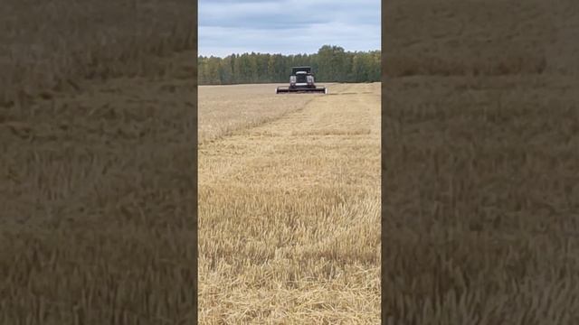 НЕПРОСТАЯ УБОРКА 2021. смотреть онлайн