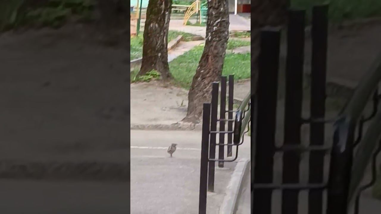 птенец чайки