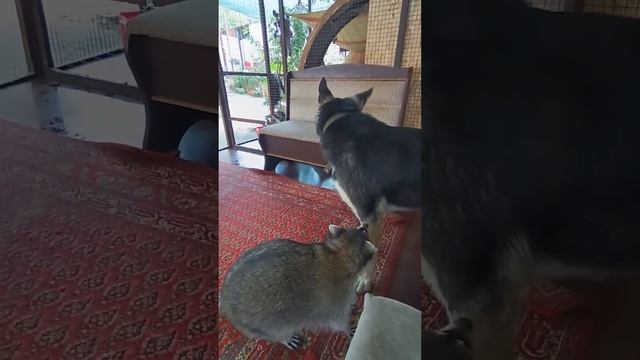 собаки объедают енотов #енотилюша #помощьбездомнымживотным #животные #тикток #love смотреть онлайн