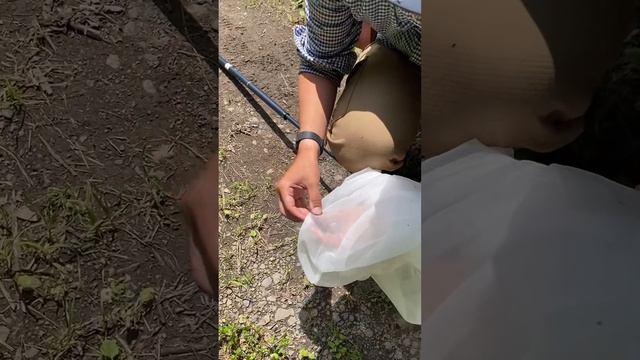 (2023.6.16) カラスアゲハ(Papillio dehaani。ミヤマカラスアゲハ(Papilio maackii。オナガアゲハ(Papilio macilentus смотреть онлайн