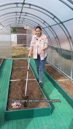 3 урожая свёклы за сезон