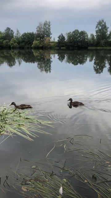 Утро на реке #река #утки #природа #срыбалкойнаты #лето #shorts смотреть онлайн