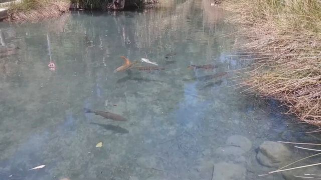 Возвращаюсь на YouTube! Больше подписчиков! Обзор парка Sant Vicent в городе Lliria , Валенсия! VLC смотреть онлайн