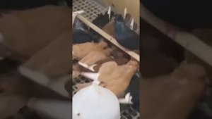 Голуби - Американские кормилки