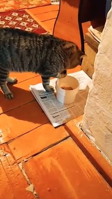 кот кушает плов руками смотреть онлайн