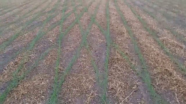 Стан пшенички no-till 70те міжряддя на 16.10.20 смотреть онлайн