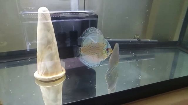 Piwowarski Cobalt & Ring Leopard Discus grow out update смотреть онлайн