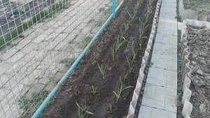 НАЧАЛО ОГОРОДНЫХ ДЕЛ