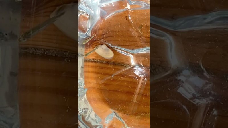 Маленькие рыбки и моллюск из Чёрного моря, Благовещенская - 05.09.2024