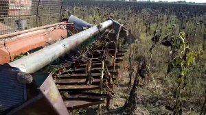 Работа жатки СК5 Нива на подсолнечнике