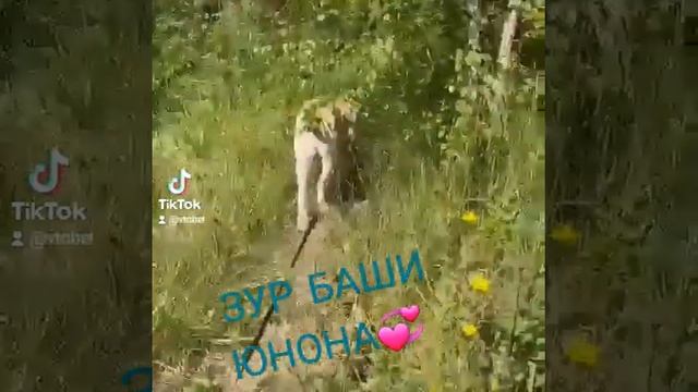 Выпускница питомника ЗУР БАШИ ЮНОНА💞6 мес (АЛАБАЙ. ЩЕНКИ АЛАБАЯ. САО. ВОЛКОДАВ. АЗИАТЫ.) г.Москва🐾 смотреть онлайн