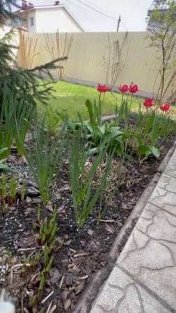 Весна. Просыпающаяся хоста и первоцветы