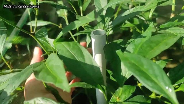 Pekarangan Rumah Kulkas Hidupku, Hemat Uang Jajan Dapur,various vegetables and fruit смотреть онлайн