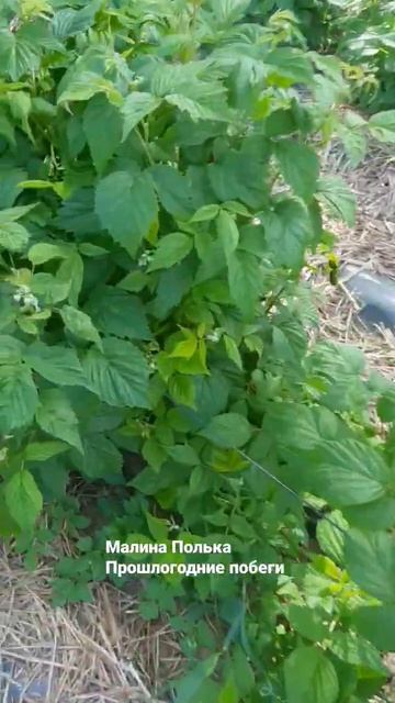 Полька прошлогодние побеги #малина #ремонтантная малина #малина сорта полька #полька смотреть онлайн