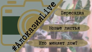Три недели алоказиям и уже пересадочки