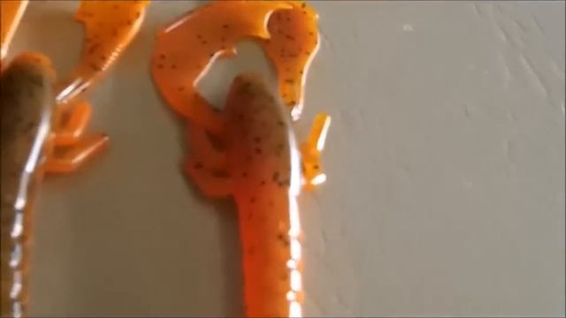 Fishhound Product Review: Bass Kandi T-Craw смотреть онлайн