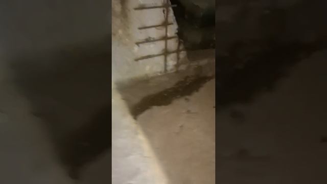 20.07.2021 :: Инспекция подвалов домов ул. Марии Рубцовой, дом 1, корпуса 1, 3, 4, 5 смотреть онлайн