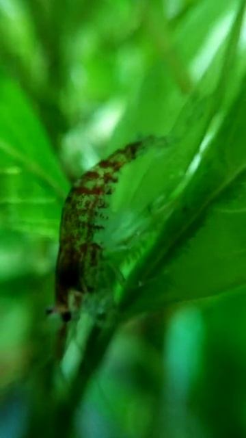 Креветки под макро)) смотреть онлайн