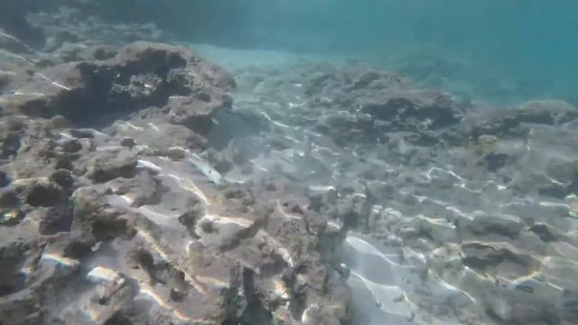 Shark’s Cove 12.27.18 смотреть онлайн