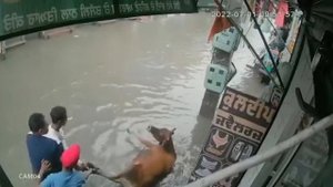 Top 10 Shocking Moments When Animals Get Electrocuted