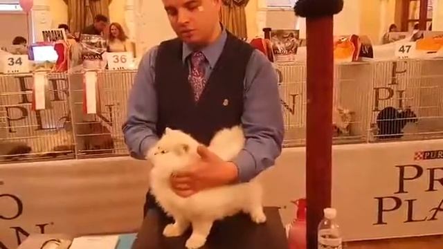 Ура! Анно Домини Зигзаг Удачи 4й Лучший Взрослый в ринге Дмитрия Губенко!!! смотреть онлайн