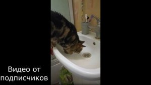 Котопазл собран - приколы с котами