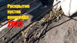 Раскрытие винограда 2025