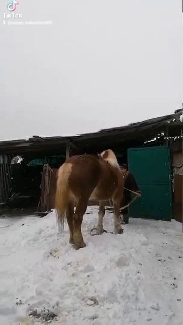 Продается советский тежеловоз кабыла исполнится в конце апреля 4года +Продается советский кобыла смотреть онлайн