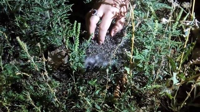 Ёжик в траве смотреть онлайн