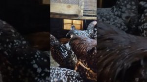 Куры нашего хозяйства.Суссекс перцеляроввй.