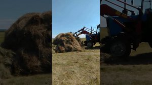МТЗ 82 грузит сено