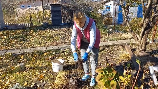 ОСІННІ РОБОТИ В САДУ ТА ГОРОДІ🍁Картопля🥔Злаки🌾Малина🍓Ожина🫐#осінніроботивсаду#осінніроботи#нашадача смотреть онлайн