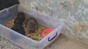 А вы когда-нибудь слышали, как поют морские свинки?😁 Смотреть обязательно со звуком (редкие кадры🤫)