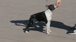 Бостон терьер. Щенок 7 месяцев. Питомник " Кайт Классик"