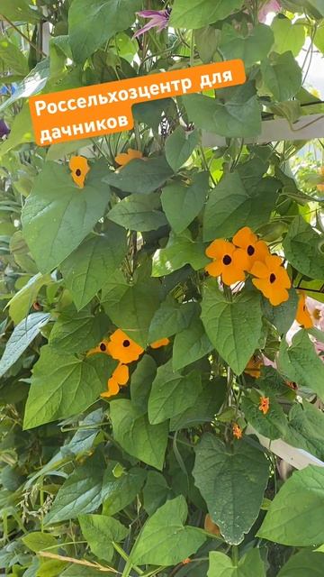 Посейте тунбергию! Красота!!! Шикарная лиана. Агроном плохого не посоветует. смотреть онлайн