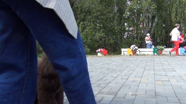 46  Lucky Perfect Cercea-   Моно пуделей. Челябинск 28.08.2022. смотреть онлайн