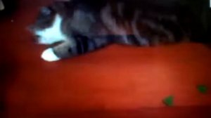 Привет я кот клип 2018