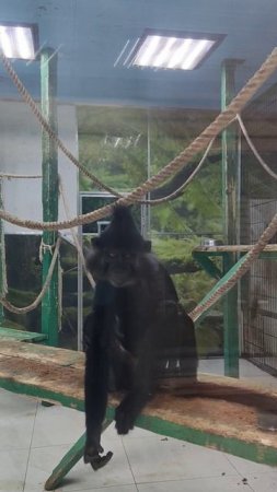 Черный мангобей