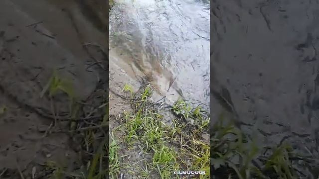 #beagle #Joker #речка #Каменка#весна #friendship смотреть онлайн