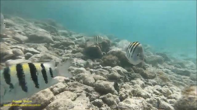 Abudefduf saxatilis Sargento Sergeant-major Aruba 5 2022 Antonio Silveira.