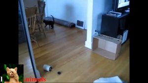 Приколы с кошками и котами