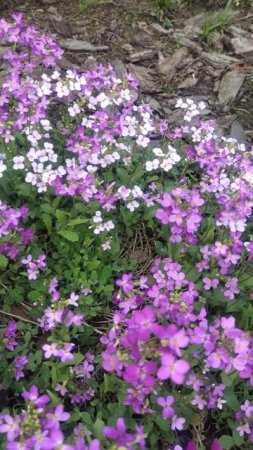 Цветёт арабис розовый#цветы #garden #flowers #дача