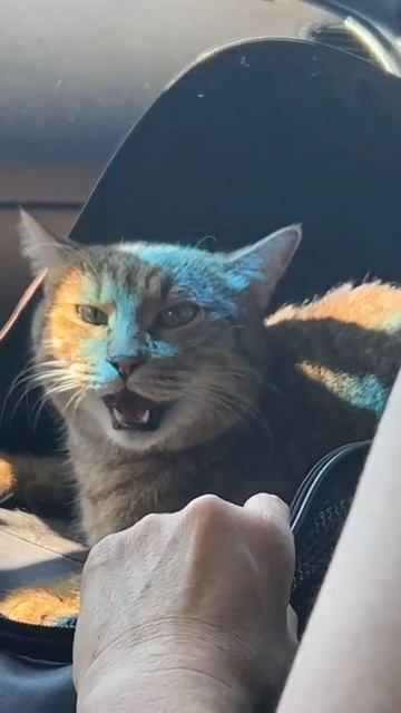 было жарко. И Вася стал дышать как собака смотреть онлайн