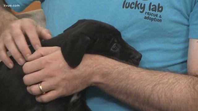 Furry Friend Friday: Meet Frou-Frou, Thomas O’Malley & Napoleon | KVUE смотреть онлайн