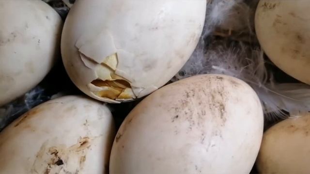 Июнь 2020 каникулы. Рождение цыплят и утят смотреть онлайн