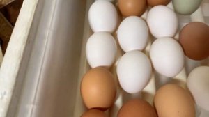 Фильм2 ПЕРВЫЙ ДЕНЬ инкубации в РЯБА 36, китайский инкубатор_ 16 апреля 2025