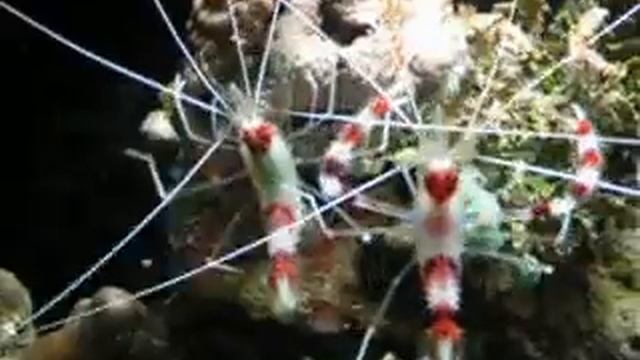 Stenopus hispidus 2 en Guadeloupe смотреть онлайн