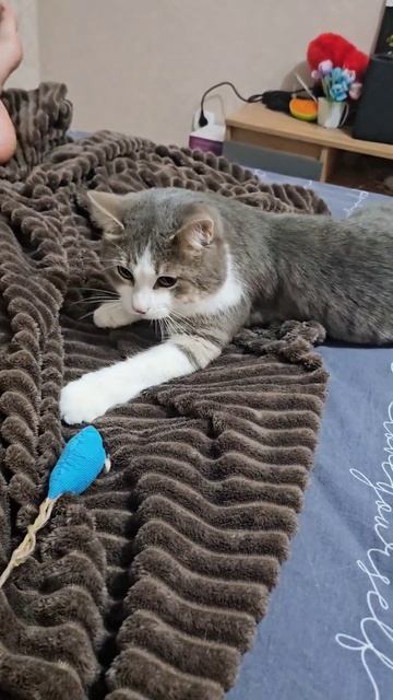 Кошкимышки #видеоскотиками#кот#юмор