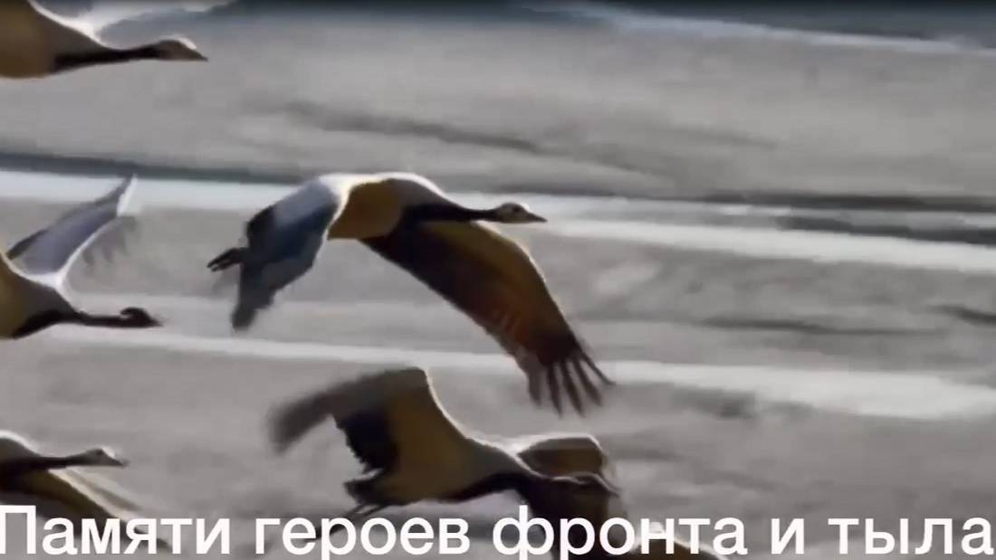 Памяти героев фронта и тыла посвящает видеоклип на песню «Журавли». 80 лет Победа!